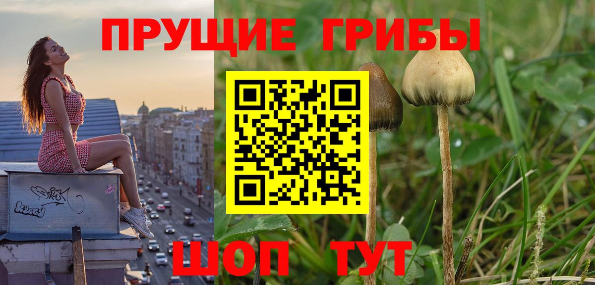 Галлюциногенные грибы мицелий  Псилоцибиновые грибы Psilocybine cubensis  Вход с VPN  Звенигород 